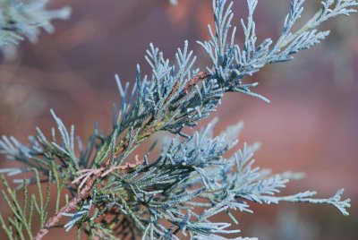 Juniperus scopulorum - jalovec skalní - větévka